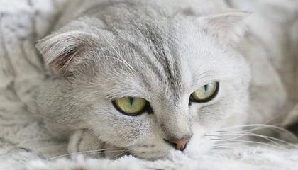 世界杯半决赛时间-费纳领衔球员工会德约缺席 ATP分裂恐愈演愈烈