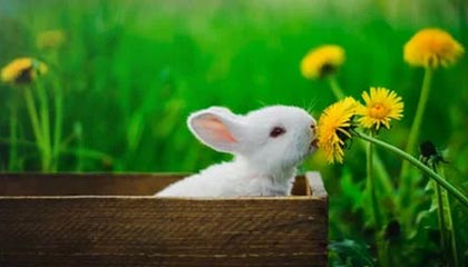 世界杯半决赛时间-费纳领衔球员工会德约缺席 ATP分裂恐愈演愈烈